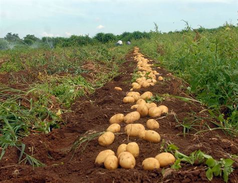 GOVERNO FIXA MEDIDAS PARA GARANTIR A SEGURANÇA ALIMENTAR DA POPULAÇÃO