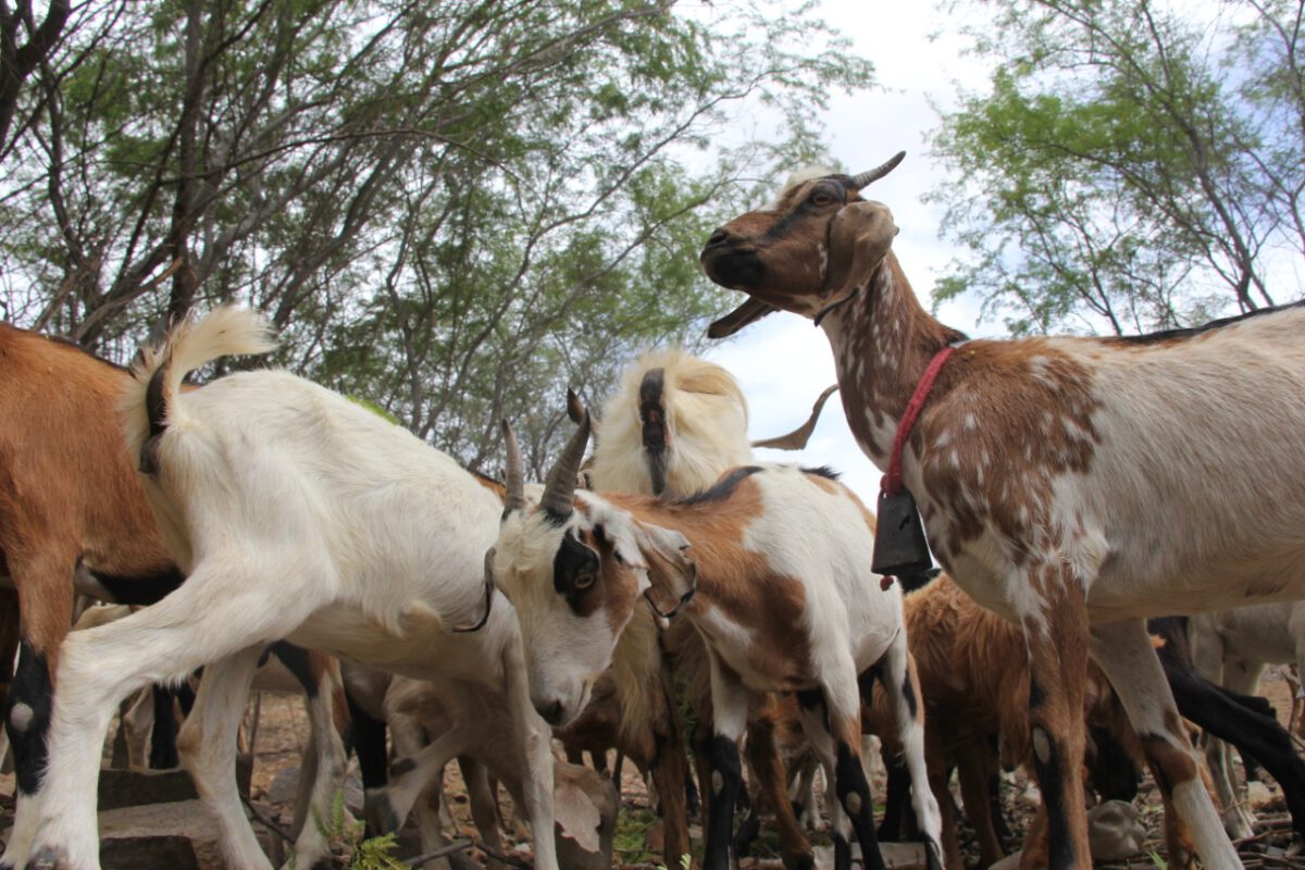 SECRETARIA DE DESENVOLVIMENTO AGRÁRIO ORIENTA PREFEITURAS E ORGANIZADORES A SUSPENDEREM A REALIZAÇÃO DE FEIRAS DE ANIMAIS